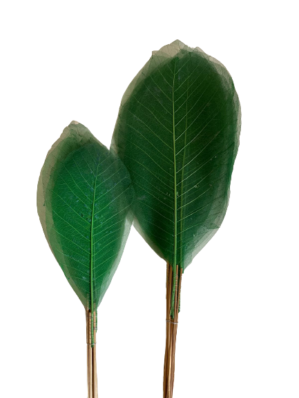 Dried Leaves Long  Green