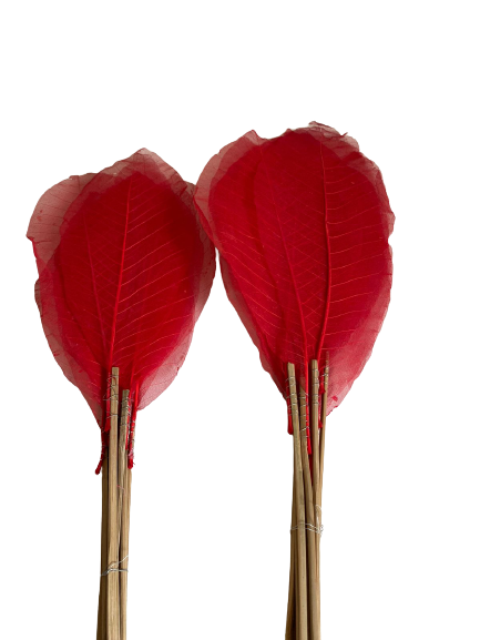 Dried Skelton Leaves Red 10 pcs