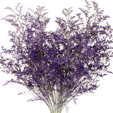 Caspia – Purple