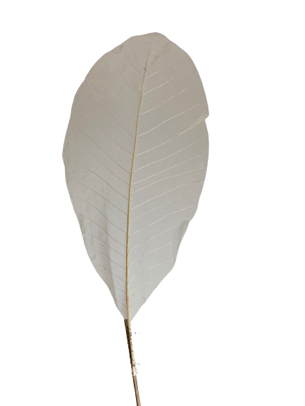 Dried Skelton Leaves White 10 pcs