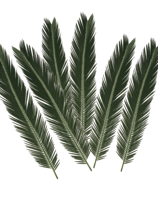 Cycas Leaves 6 Pcs