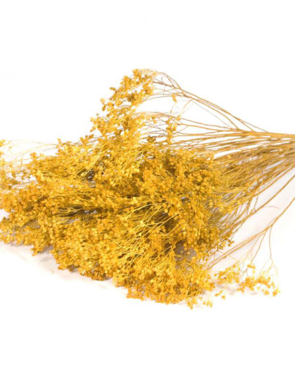 Dried Natural Broom Bloom-Yellow