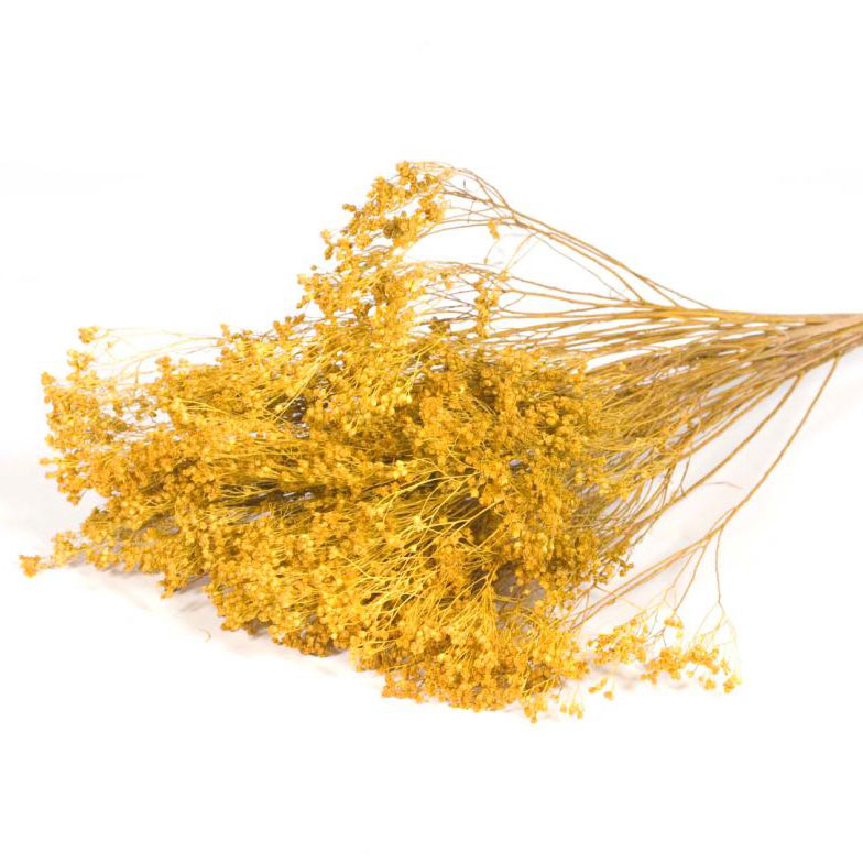 Dried Natural Broom Bloom-Yellow