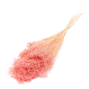 Broom Bloom-Pink