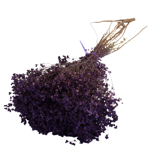 Broom Bloom-Purple