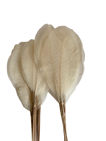 Dried Skelton Leaves White 10 pcs